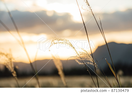 Japanese pampas grass on the Soni plateau shining in the setting sun Japanese pampas grass on the Soni plateau shining in the setting sun 87130479