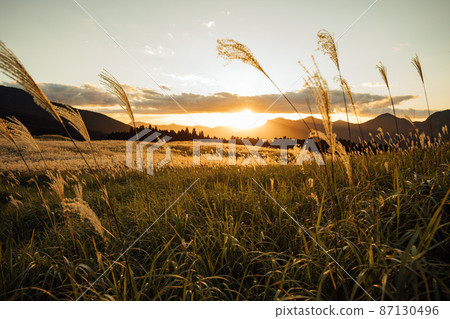 Japanese pampas grass on the Soni plateau shining in the setting sun 87130496