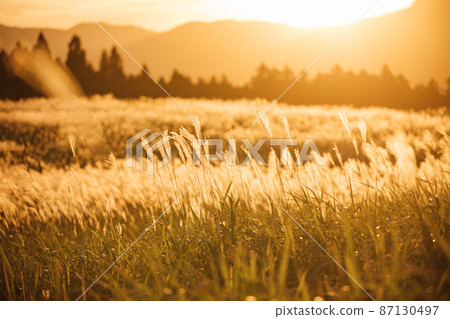 索尼高原上的日本蒲葦在夕陽下閃耀 87130497