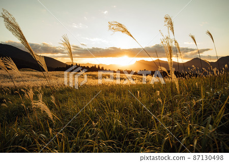 Japanese pampas grass on the Soni plateau shining in the setting sun 87130498