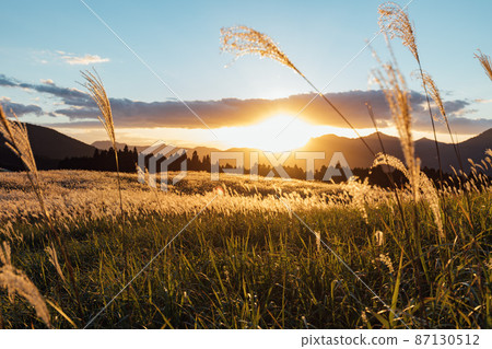 索尼高原上的日本蒲葦在夕陽下閃耀 87130512