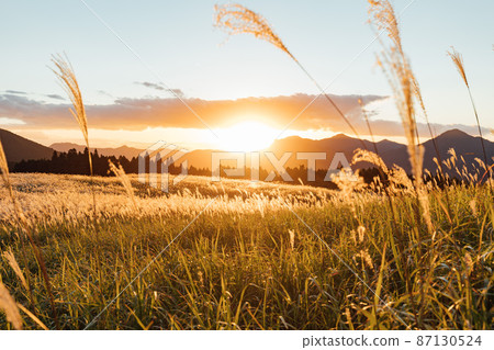 Japanese pampas grass on the Soni plateau shining in the setting sun Japanese pampas grass on the Soni plateau shining in the setting sun 87130524