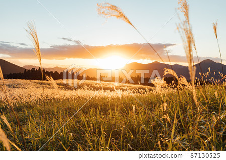 Japanese pampas grass on the Soni plateau shining in the setting sun Japanese pampas grass on the Soni plateau shining in the setting sun 87130525