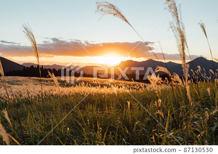 Japanese pampas grass on the Soni plateau shining in the setting sun Japanese pampas grass on the Soni plateau shining in the setting sun 87130530