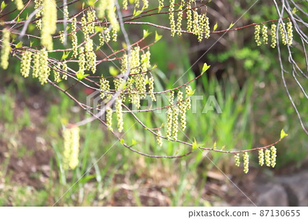 Flower of Kiboshi 87130655