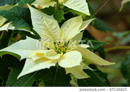  一品紅花 87130825