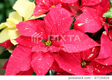  Poinsettia flowers 87130826