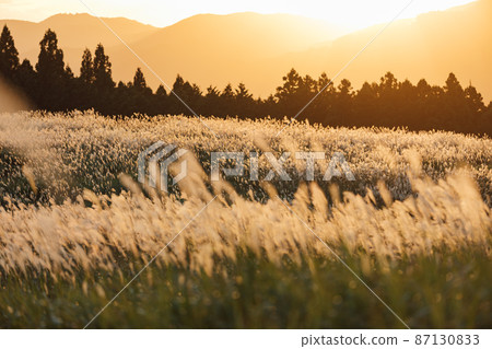 Japanese pampas grass on the Soni plateau shining in the setting sun Japanese pampas grass on the Soni plateau shining in the setting sun 87130833