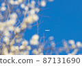 White plum and passenger plane 87131690