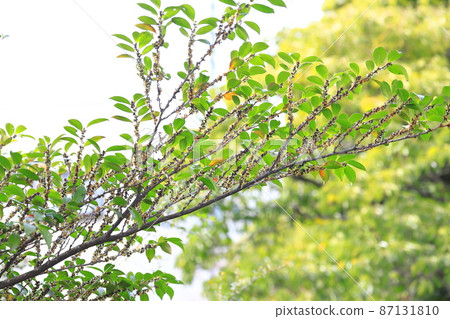 Eurya japonica branch with many small flowers Eurya japonica branch with many small flowers 87131810