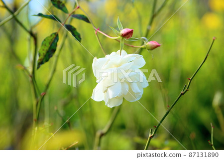 玫瑰花Schneebitten 87131890