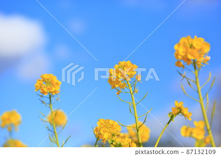 油菜花神崎花名 油菜花神崎花名 87132109