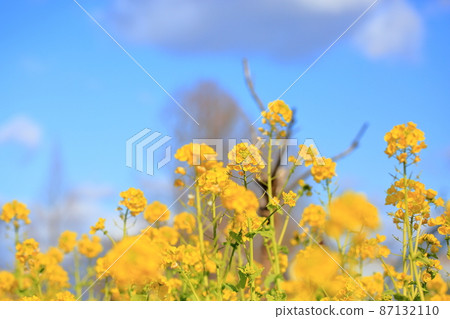 油菜花神崎花名 油菜花神崎花名 87132110