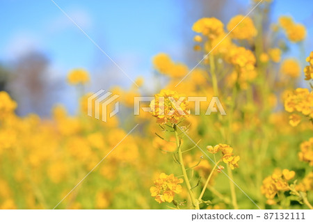 油菜花神崎花名 油菜花神崎花名 87132111