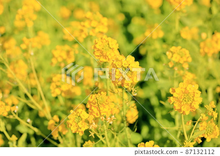 油菜花神崎花名 油菜花神崎花名 87132112