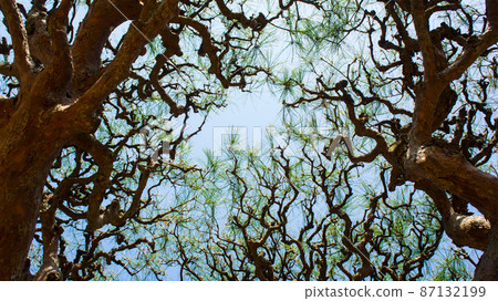 Silhouette of pine (Tayuki pine) seen from below Silhouette of pine (Tayuki pine) seen from below 87132199