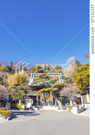 Hase-dera Gate-covered pine 87132247