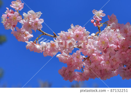 Cherry blossoms Cherry blossoms 87132251