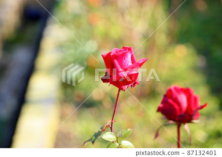 Rose flower Rob Roy 87132401