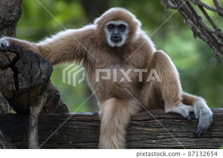 white-handed gibbon sitting alone on the timber. white-handed gibbon sitting alone on the timber. 87132654
