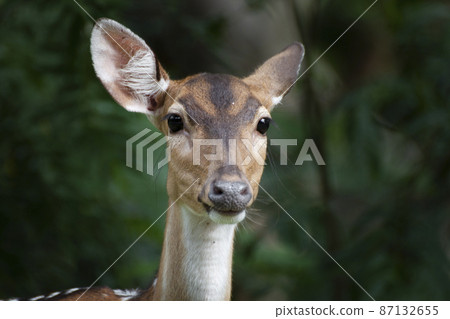 Close-up of cute spotted fallow deer. 87132655
