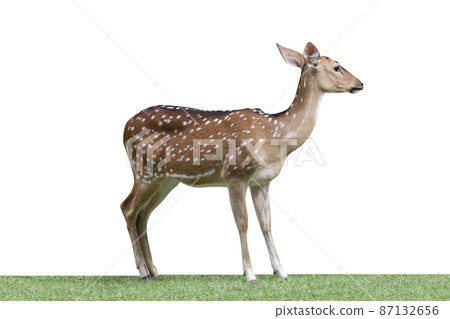 Cute spotted fallow deer isolated on a white background - clipping paths. Cute spotted fallow deer isolated on a white background - clipping paths. 87132656