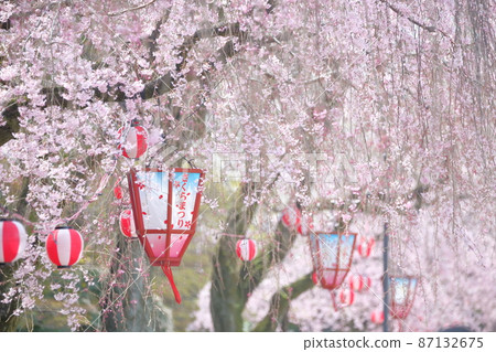 Sakura Festival (Nagoya Castle, Nagoya City, Aichi Prefecture) Sakura Festival (Nagoya Castle, Nagoya City, Aichi Prefecture) 87132675