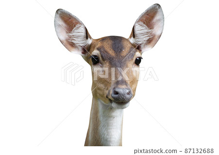Close-up of cute spotted fallow deer isolated on white background - clipping paths. Close-up of cute spotted fallow deer isolated on white background - clipping paths. 87132688