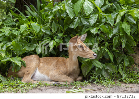 close-up of antelope in nature. close-up of antelope in nature. 87132732
