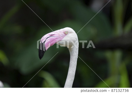 close-up of a head flamingo. 87132736