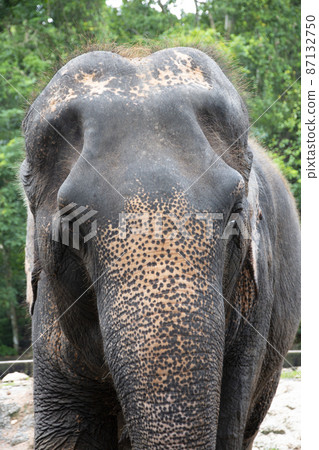 Close up of a elephant. 87132750