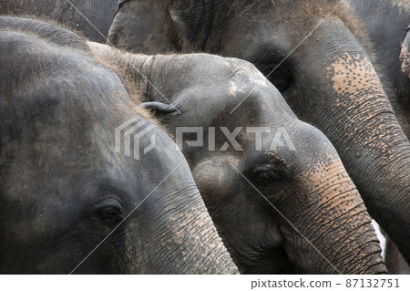 Close up of a elephant. Close up of a elephant. 87132751