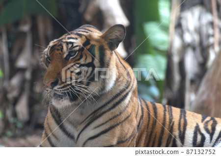 bengal tiger looking something. bengal tiger looking something. 87132752
