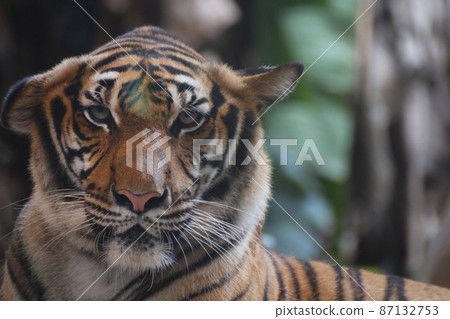 bengal tiger looking something. bengal tiger looking something. 87132753