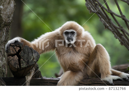 white-handed gibbon sitting alone on the timber. 87132766
