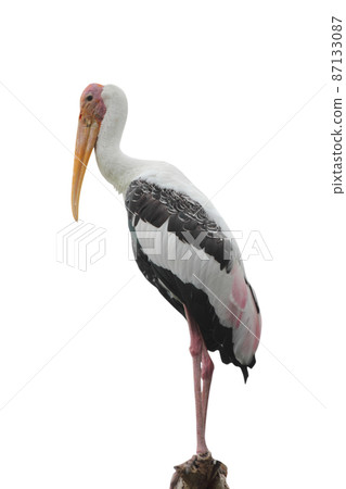 Close - up of a painted stork isolated on white background - clipping paths. 87133087