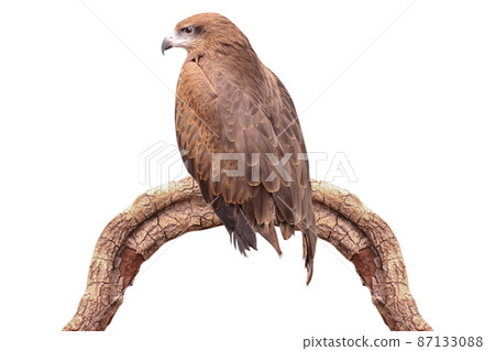 hawk isolated on white background - clipping paths. hawk isolated on white background - clipping paths. 87133088