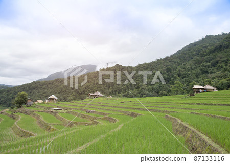 Terraced rice field in Pa Pong Pieng , Mae Chaem, Chiang Mai, Thailand. Terraced rice field in Pa Pong Pieng , Mae Chaem, Chiang Mai, Thailand. 87133116