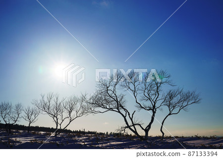Trees that can withstand the harsh winter Winter image Trees that can withstand the harsh winter Winter image 87133394