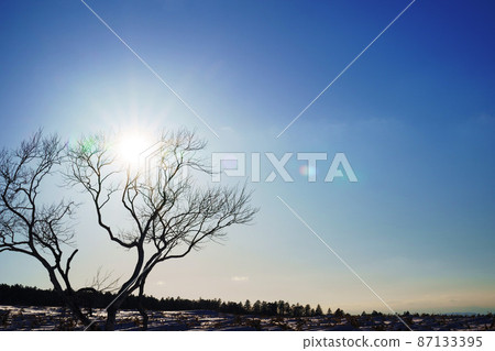 Trees that can withstand the harsh winter Winter image 87133395