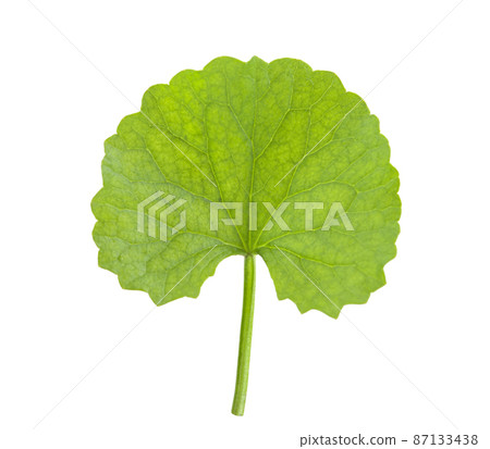 Centella Asiatica isolated on white background Centella Asiatica isolated on white background 87133438