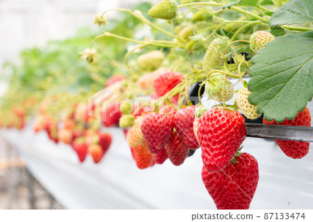Strawberry picking 87133474