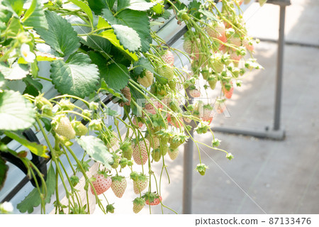 Strawberry picking, white strawberries 87133476
