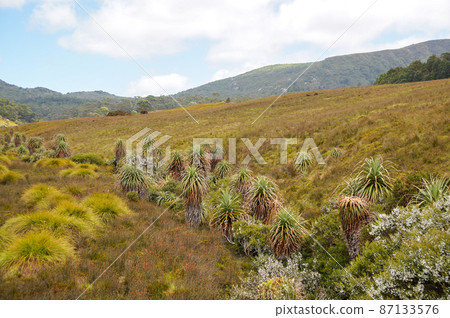 塔斯馬尼亞特有植物Pandani 87133576