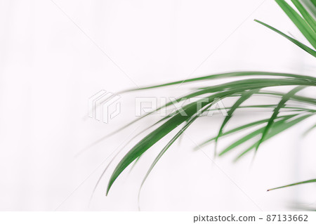 棕櫚樹葉背景 87133662