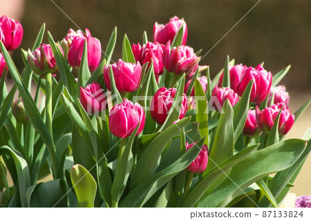 Tulip red flowers Tulip red flowers 87133824