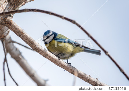 Cute bird, Eurasian blue tit, songbird sitting on a branch without leaves in early spring Cute bird, Eurasian blue tit, songbird sitting on a branch without leaves in early spring 87133936
