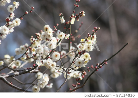 李子的白花 李子的白花 87134030