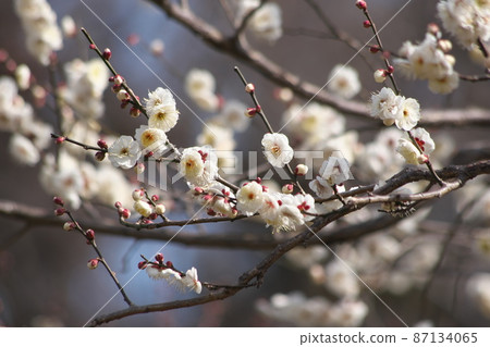 White flowers of plum 87134065