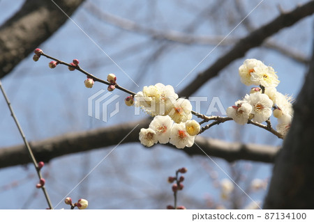 White flowers of plum 87134100